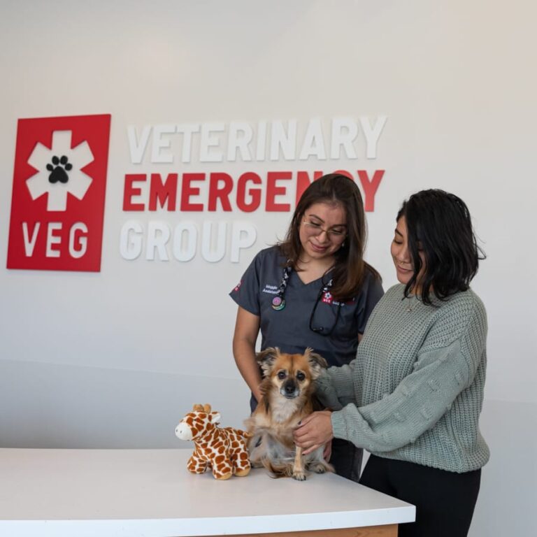 Top 7 Common Pet Emergencies in Chelsea, NY | Veterinary Emergency Group