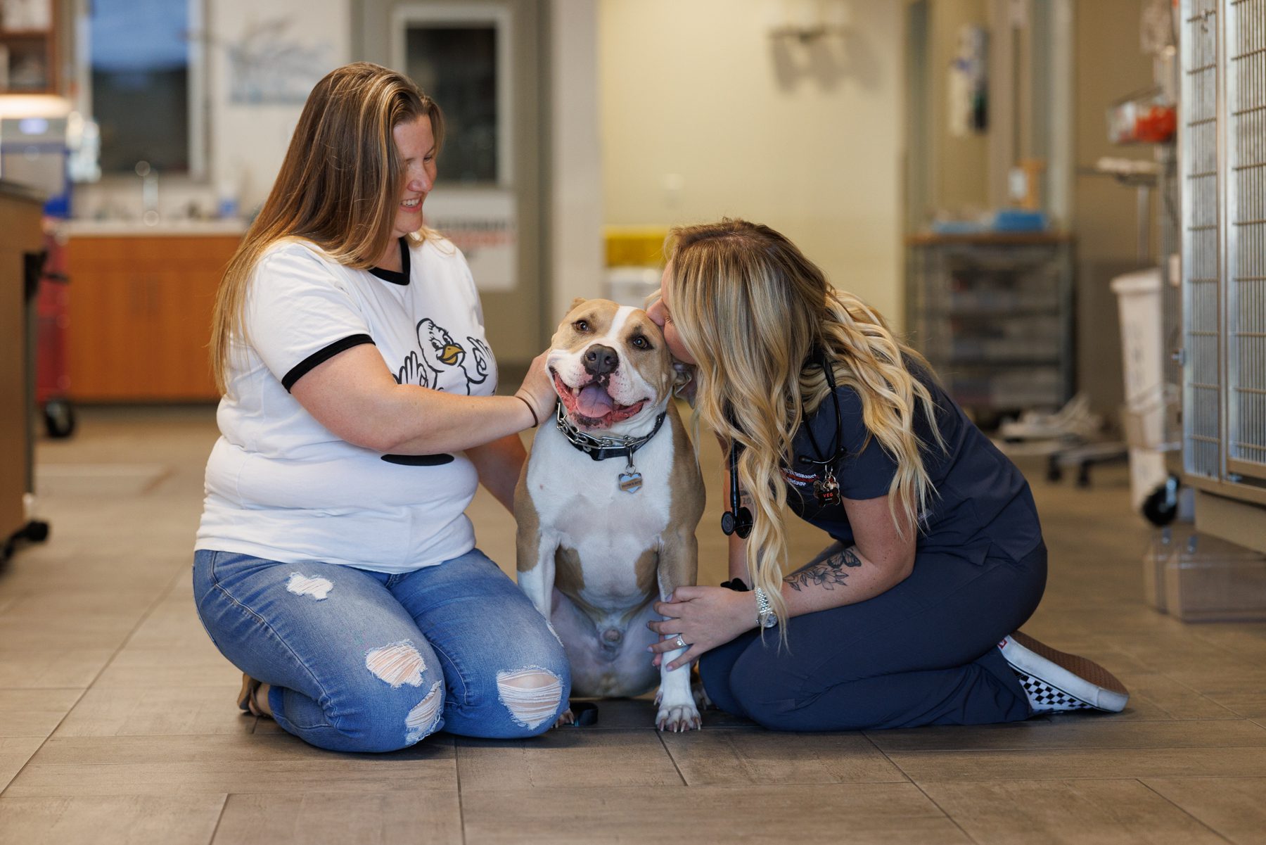 Common Pet Emergencies in Chandler, AZ | Veterinary Emergency Group