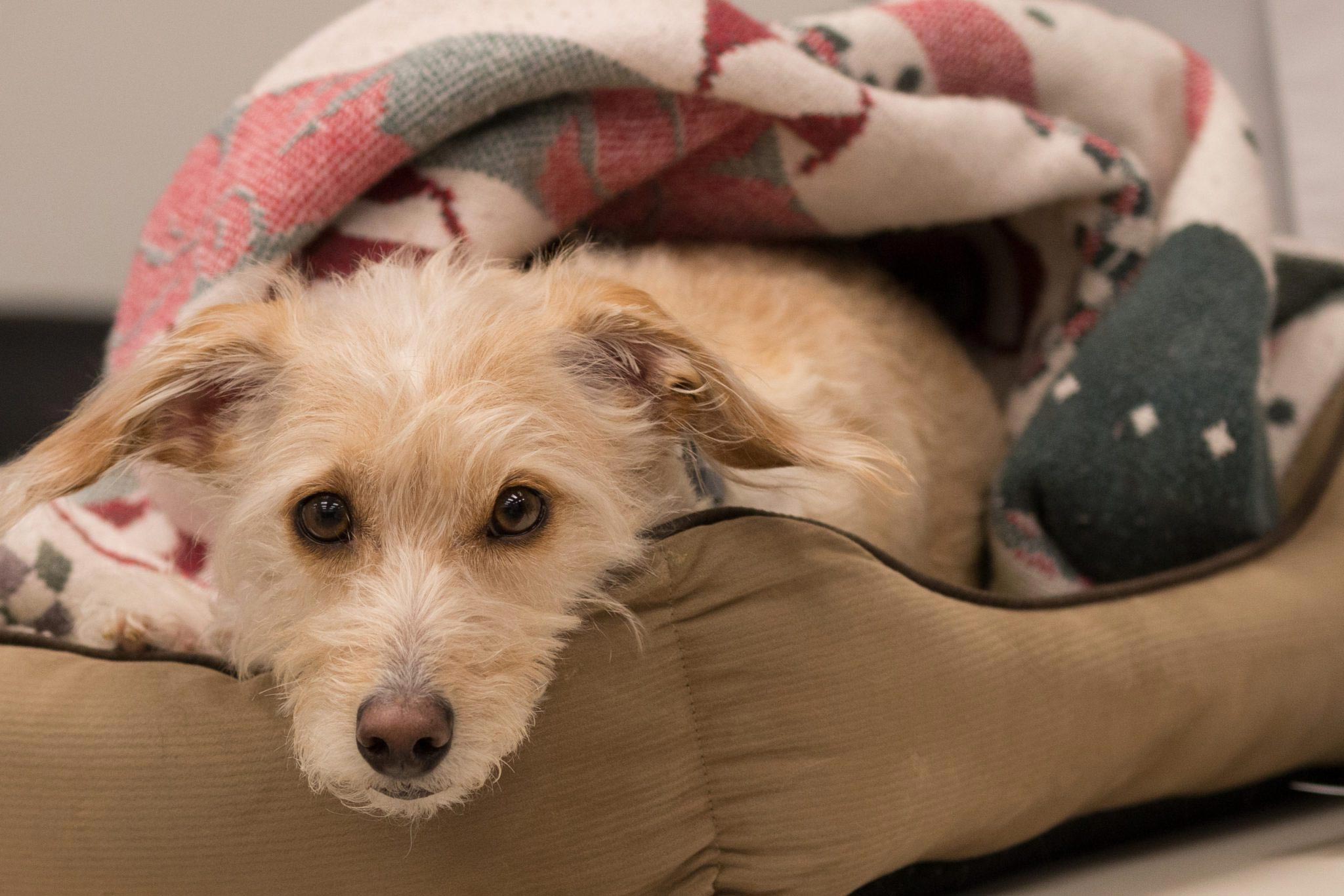 How to Tell if Your Dog Has a Fever - The Village Vets 24-Hour Emergency
