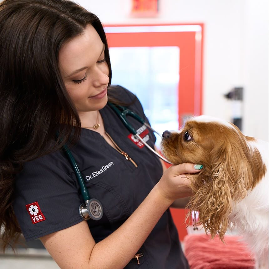 VEG Dallas veterinarian examining dog