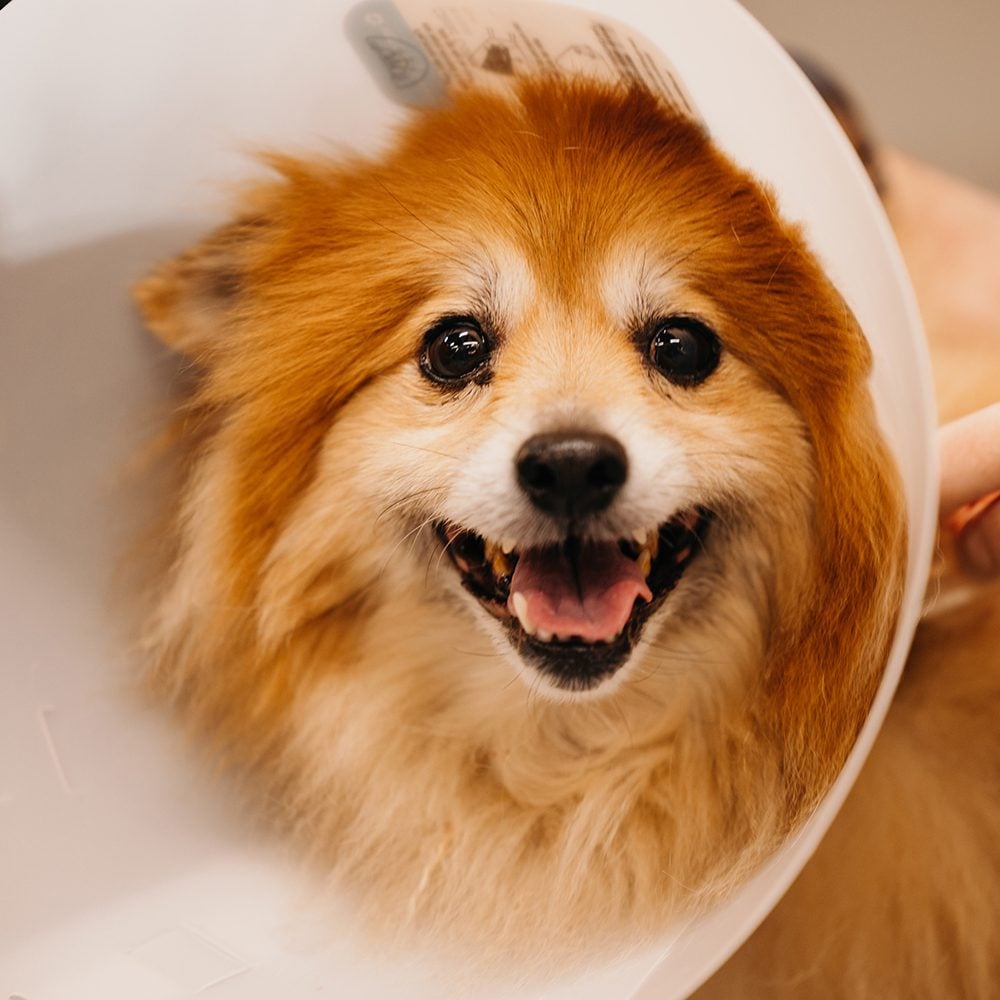 Dog In Cone Hero