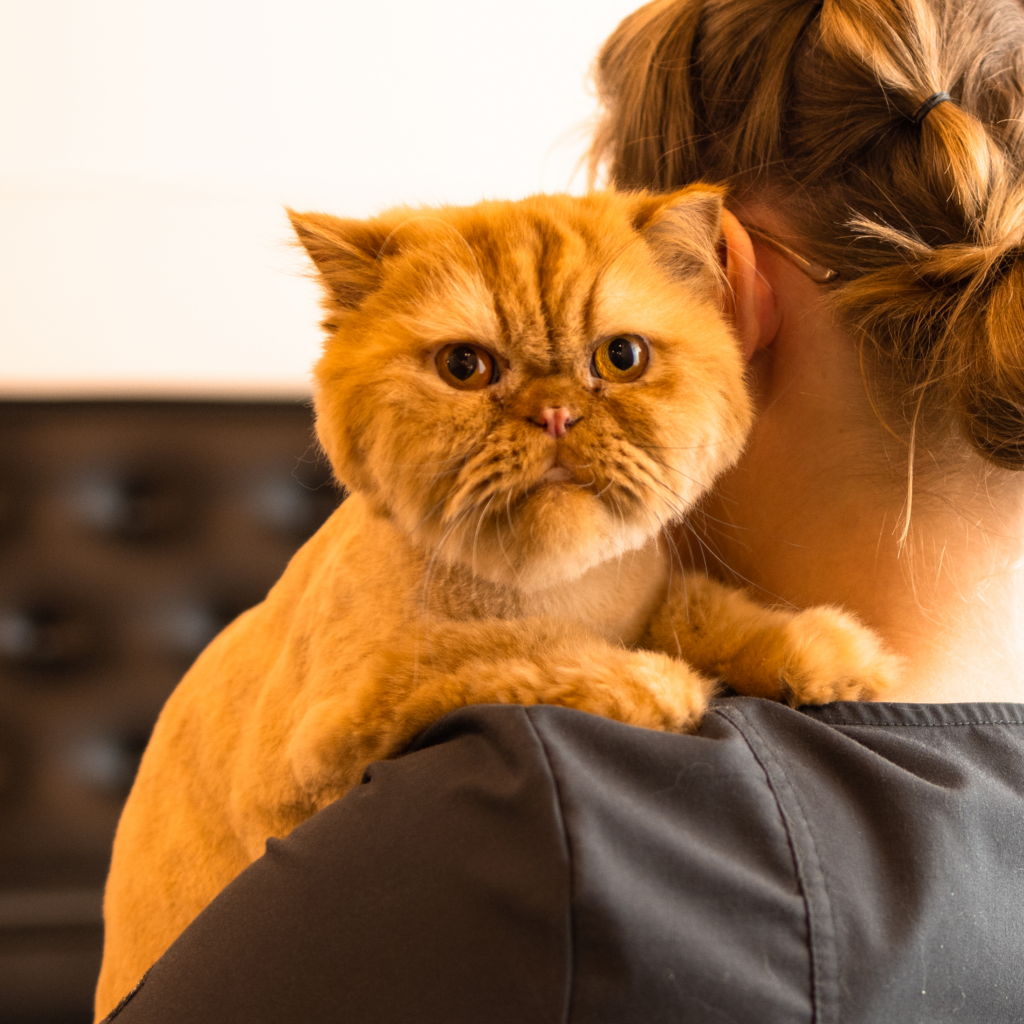 vet holding cat with broken leg