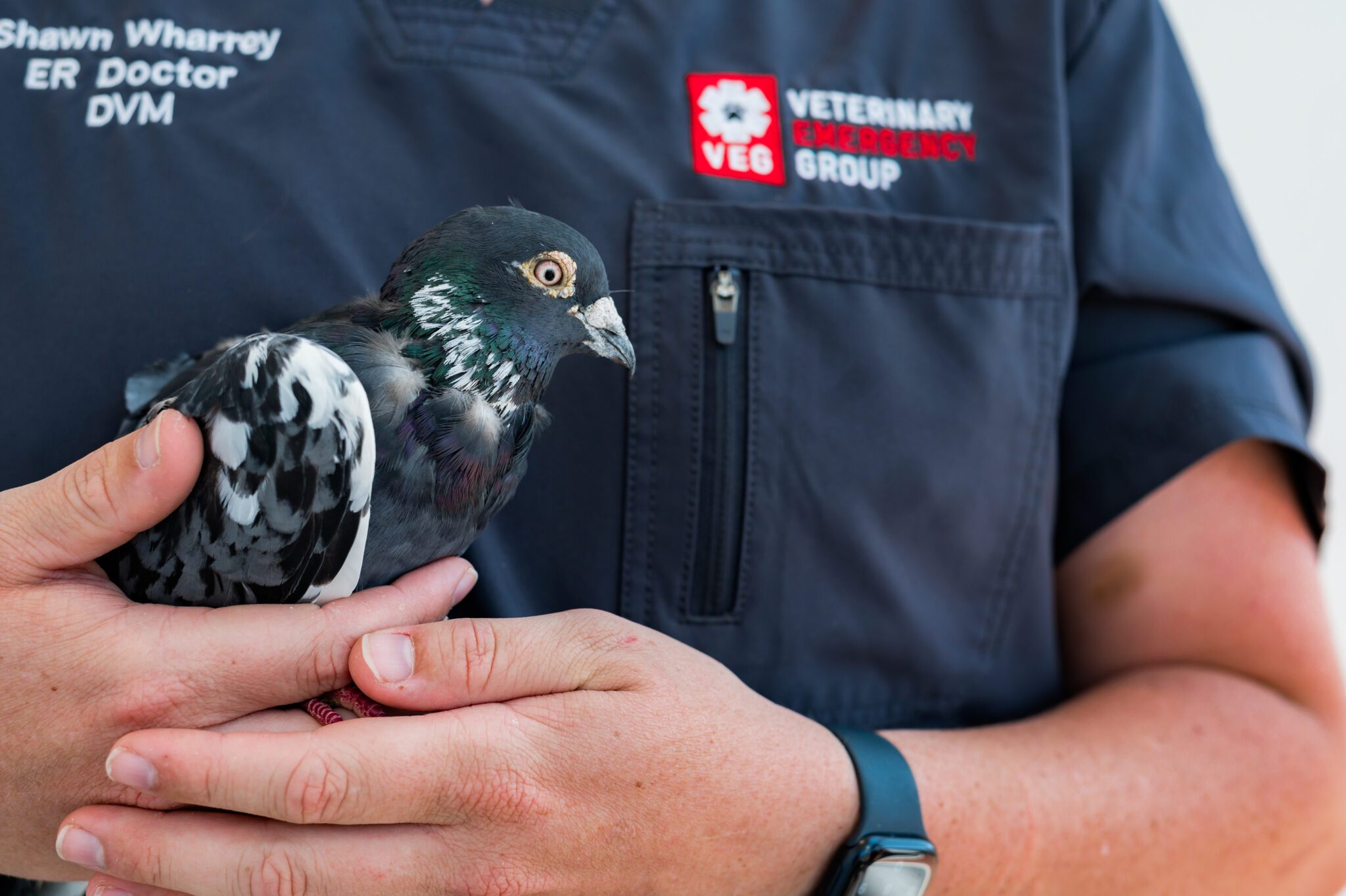 emergency vet holding a bird