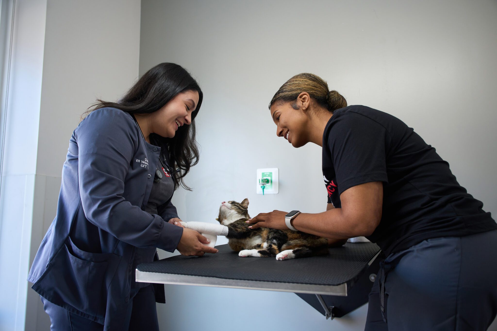emergency vets with a cat