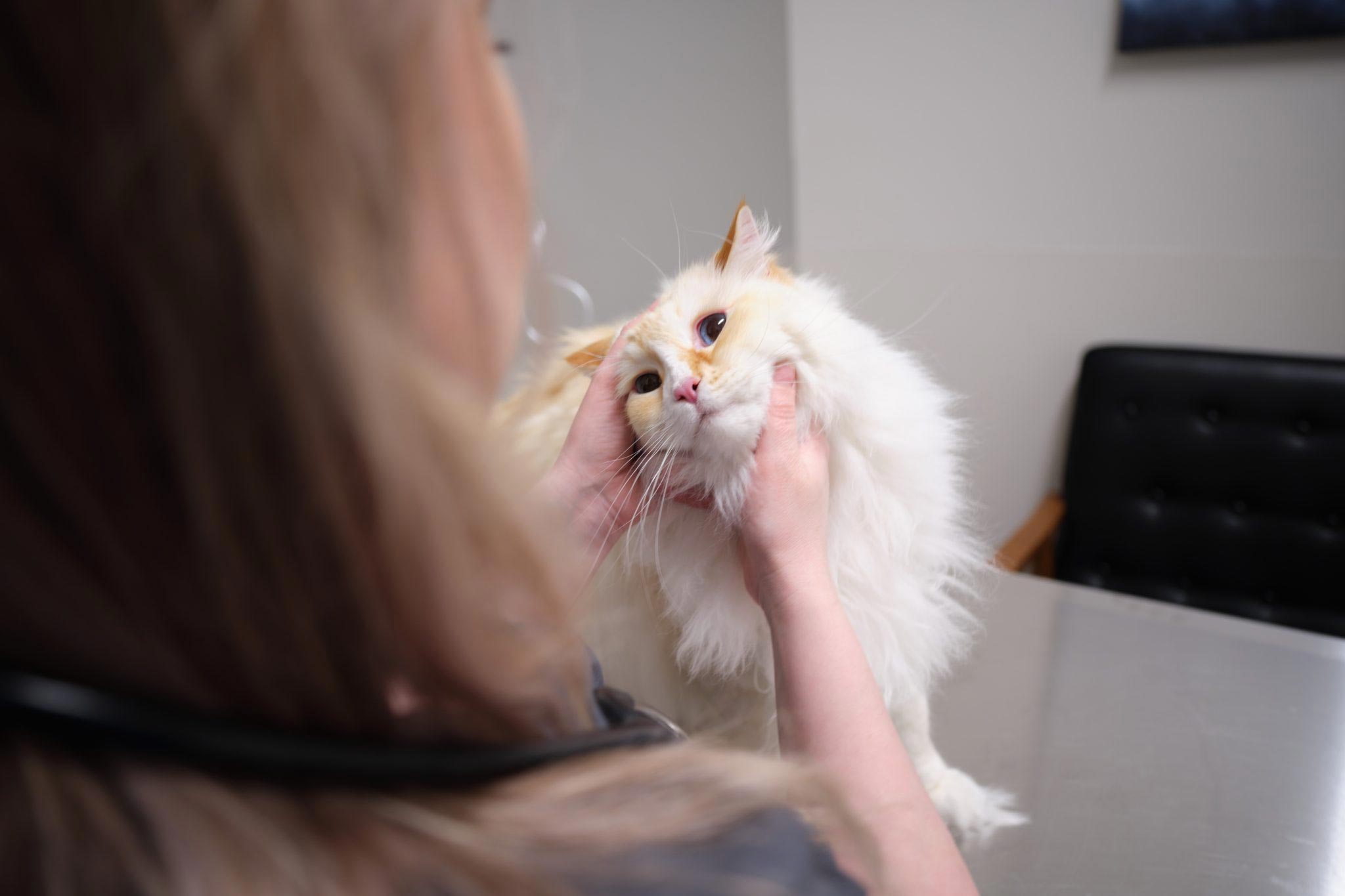 vet with cat vomiting
