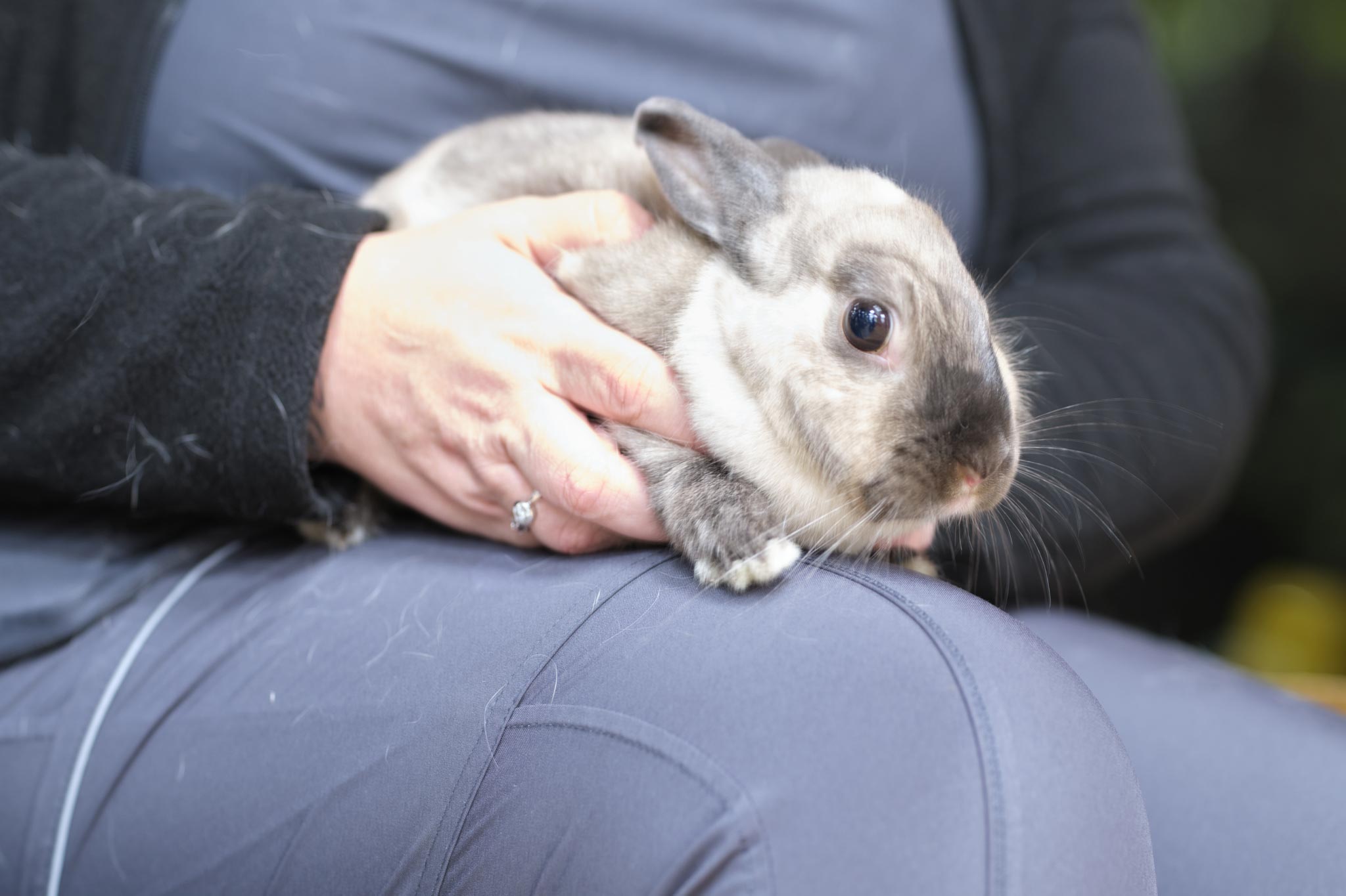 veterinarian holding rabbit in lap