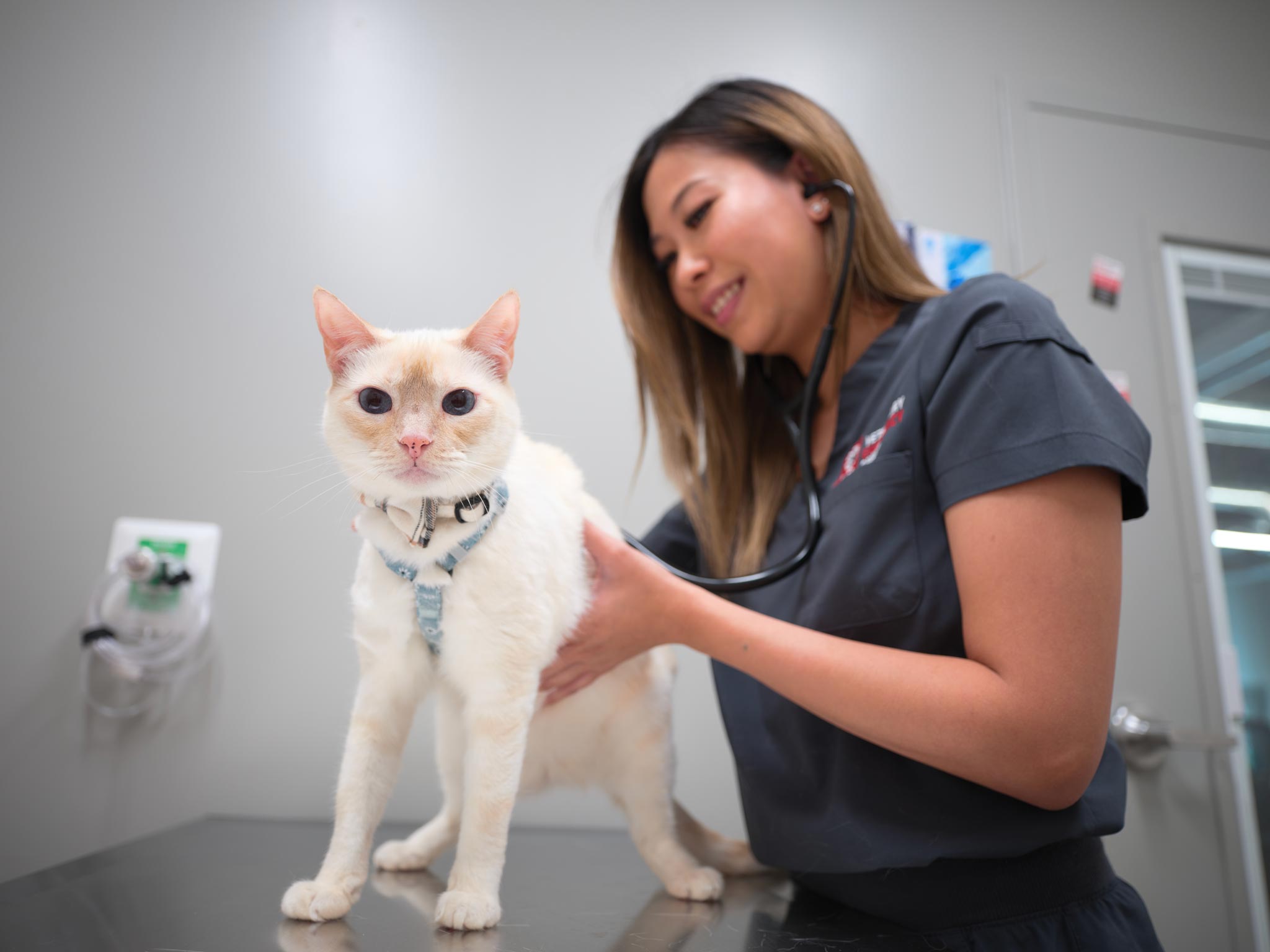 staff member examining cat