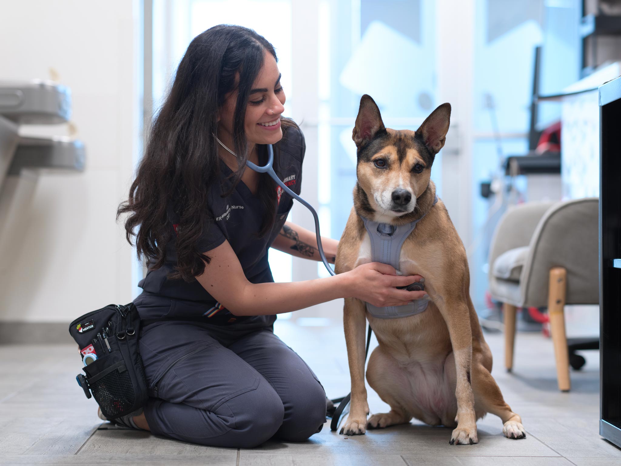 staff member checking dog's heart