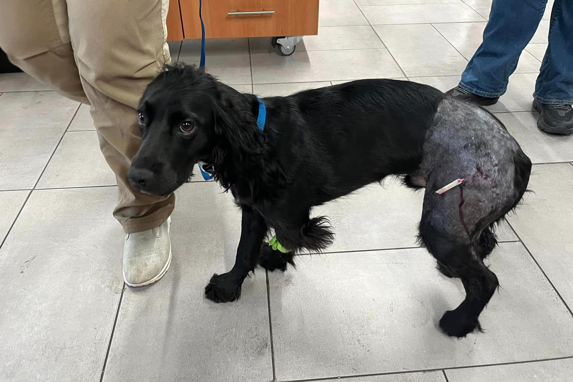 Dog Impaled By Tree Branch